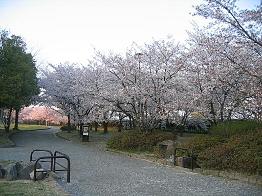 桜並木３