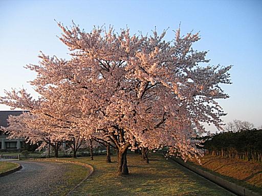 夕焼けの桜