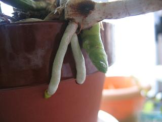 カトレアの花芽