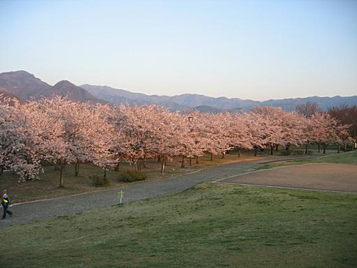 夕焼けに染まった桜並木
