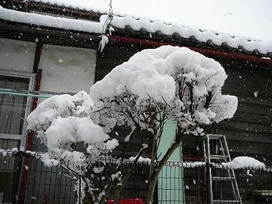 ドウダンの木が雪で埋まってます。