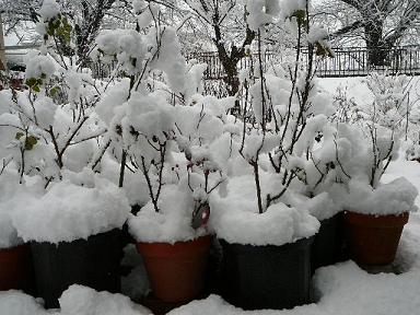 バラの鉢にも雪が積もってます。