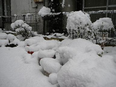 庭の雪