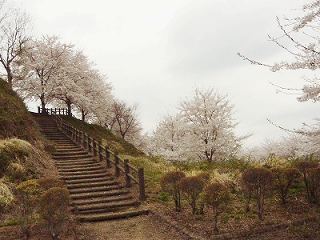 桜７