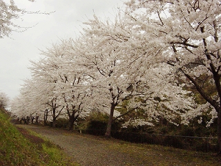 桜９
