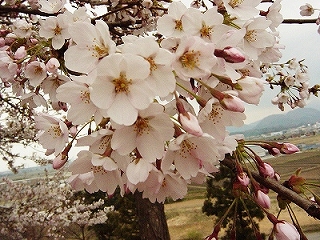 桜１０
