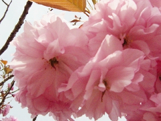 桜１１