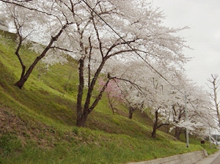 桜１２