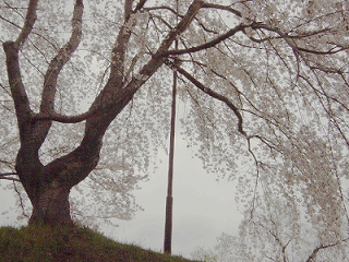 桜１３