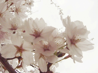 桜1