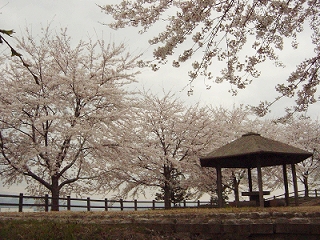 桜３
