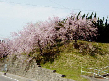 桜２