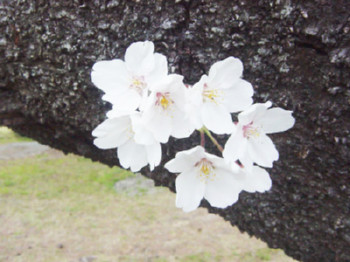 桜６