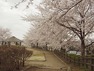 桜４