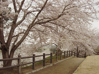 桜５