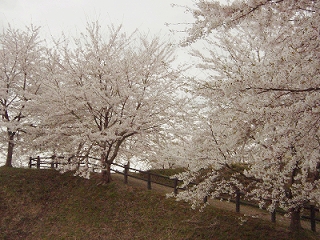 桜６