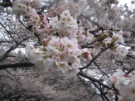 桜