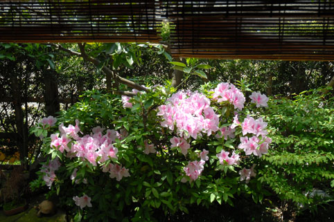 我が家のつつじ