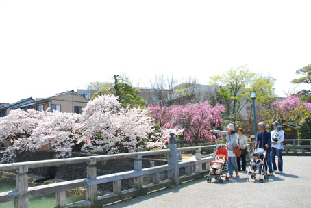 桜ずらり