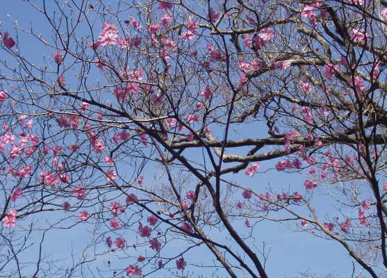 アケボノツツジ２