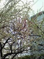 ume