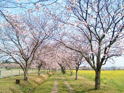 綾　馬事公園　桜トンネル