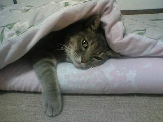 momoko