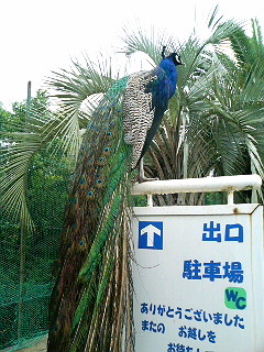 060625_133634.JPG