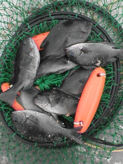 6月26日大地釣果