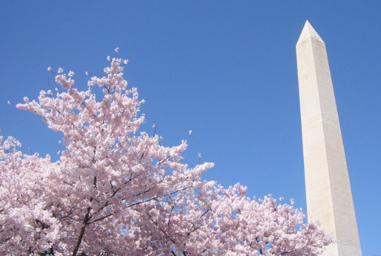 桜とワシントンメモリアル