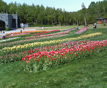 flower garden1