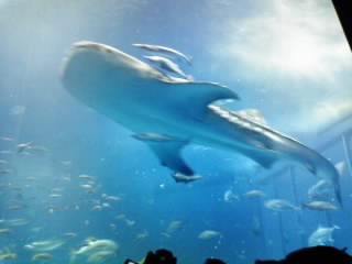 whale shark2