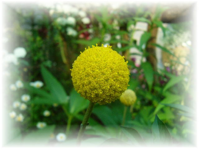 黄色い丸い花 花咲じいさんの部屋 楽天ブログ