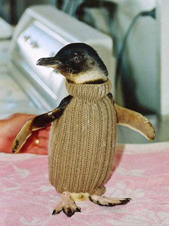 フィリップ島のペンギン