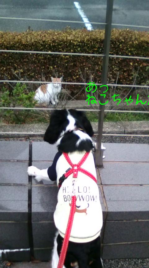 ねこちゃん発見