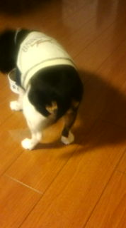 サムライにっぽんガンバレ