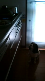 キッチン最高（焼き芋編）