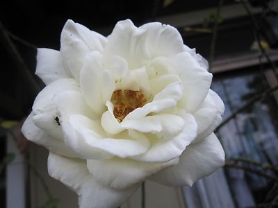 IMG_w51.JPG