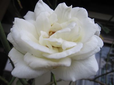 IMG_w52.JPG