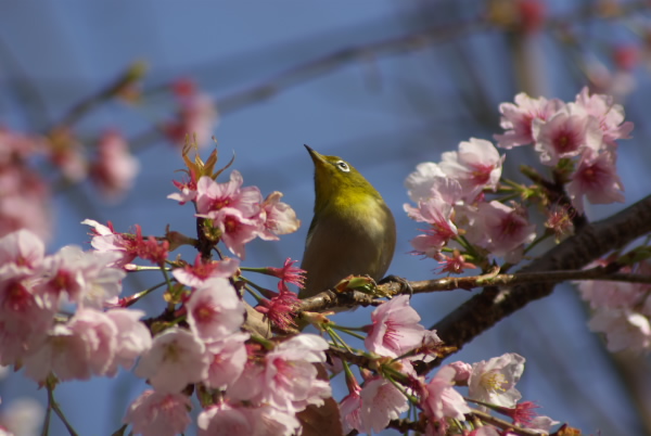 メジロさサクラ３