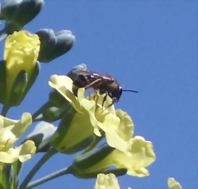 ブロッコリーの花とハチ２