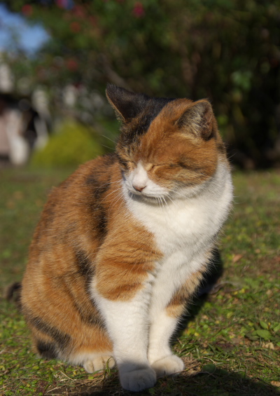 海が見える丘の猫ニャン2