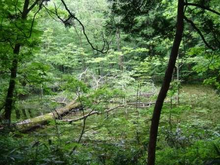 金山の池１