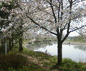 元荒川沿いの桜並木