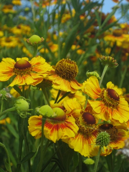 ２００９．８．２６・２７北海道 055-1.jpg