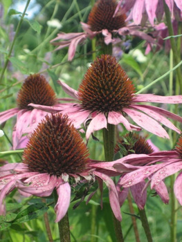 ２００９．８．２６・２７北海道 058-1.jpg