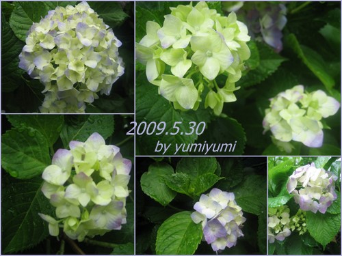 ２００９紫陽花-3.jpg