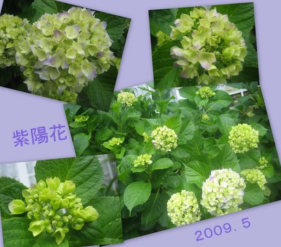 ２００９紫陽花-1.jpg