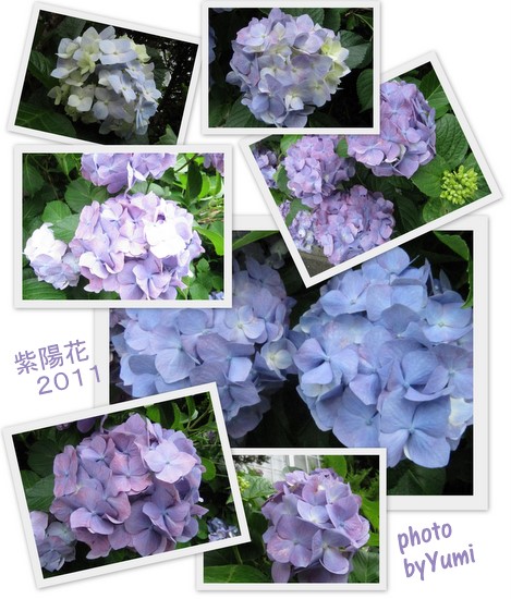 アルバム・紫陽花２０１１7.jpg