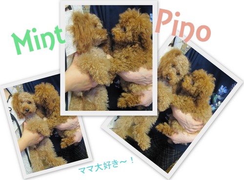 アルバム・PinoPino２０１１．６5.jpg